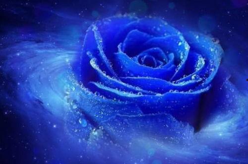 蓝色妖姬在线观看,网络奇缘，揭秘虚拟世界的爱情传奇  第3张