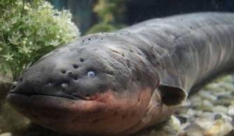 电鳗最新爆料图片大全,高清图片大全揭秘神秘生物世界  第1张